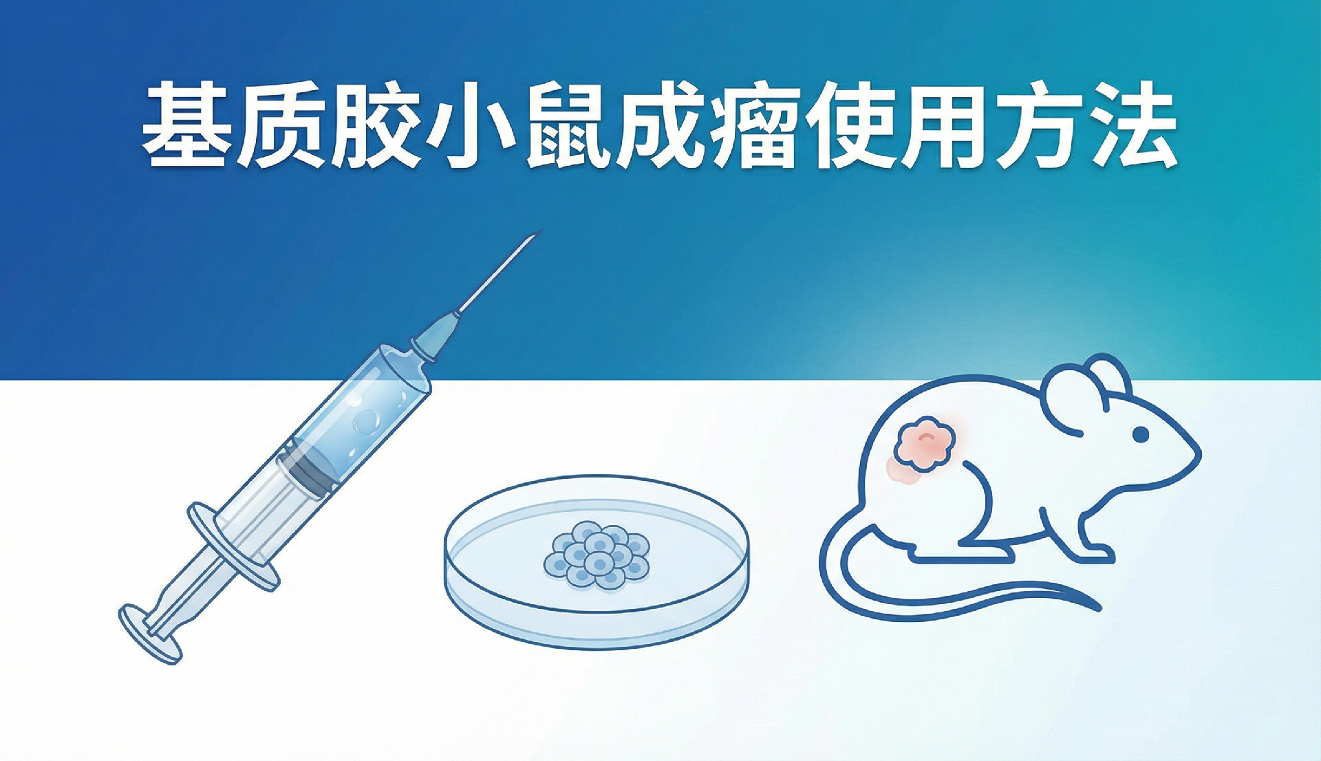 基质胶小鼠成瘤使用方法