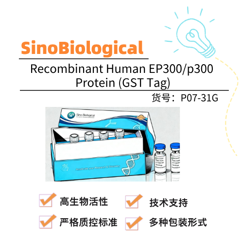  SinoBiological义翘神州 Recombinant Human EP300/p300 Protein (GST Tag)
