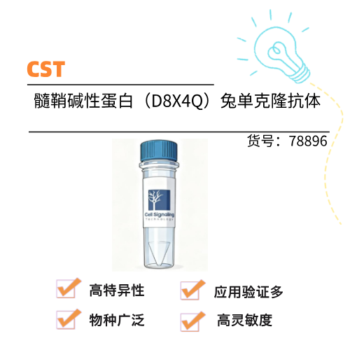 CST 髓鞘碱性蛋白（D8X4Q）兔单克隆抗体