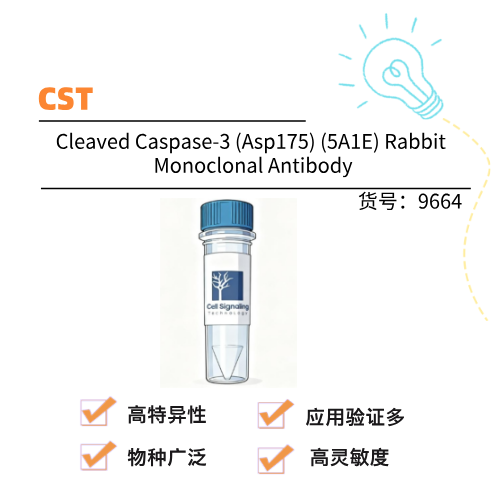  CST Cleaved Caspase-3 (Asp175) (5A1E) Rabbit Monoclonal Antibody