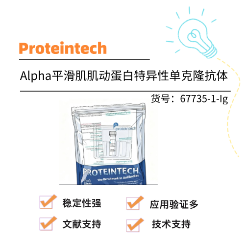 Proteintech武汉三鹰 Alpha平滑肌肌动蛋白特异性单克隆抗体