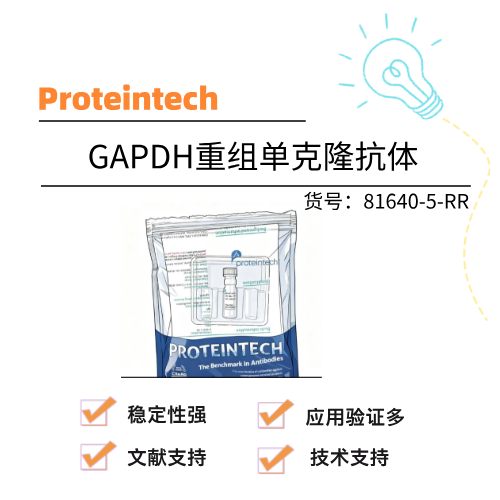  Proteintech武汉三鹰 GAPDH重组单克隆抗体