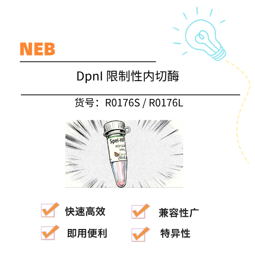  NEB DpnI 限制性内切酶