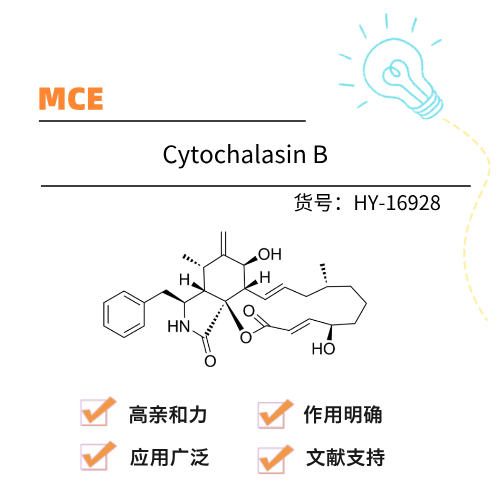  MCE Cytochalasin B