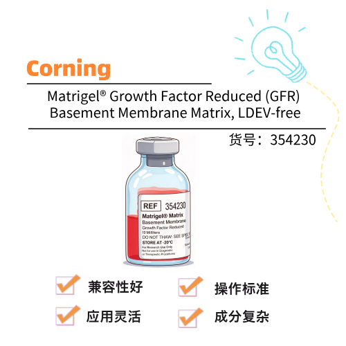  Corning康宁 Matrigel® 基底膜基质（生长因子减量型）